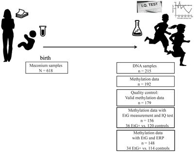 Prenatal Alcohol Exposure Is Associated With Adverse Cognitive Effects and Distinct Whole-Genome DNA Methylation Patterns in Primary School Children